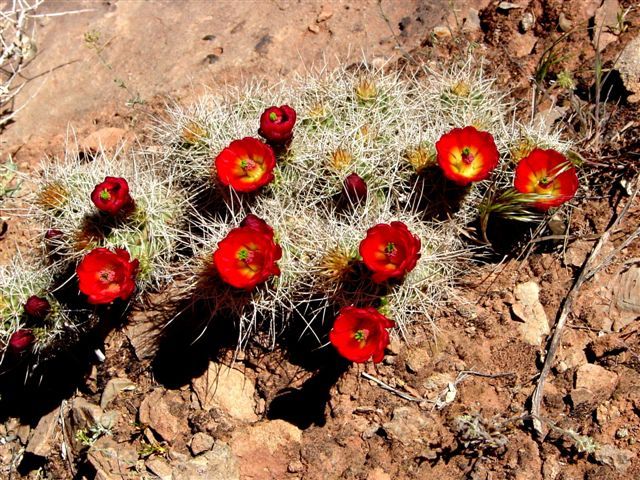 MoabFlowers (1063)